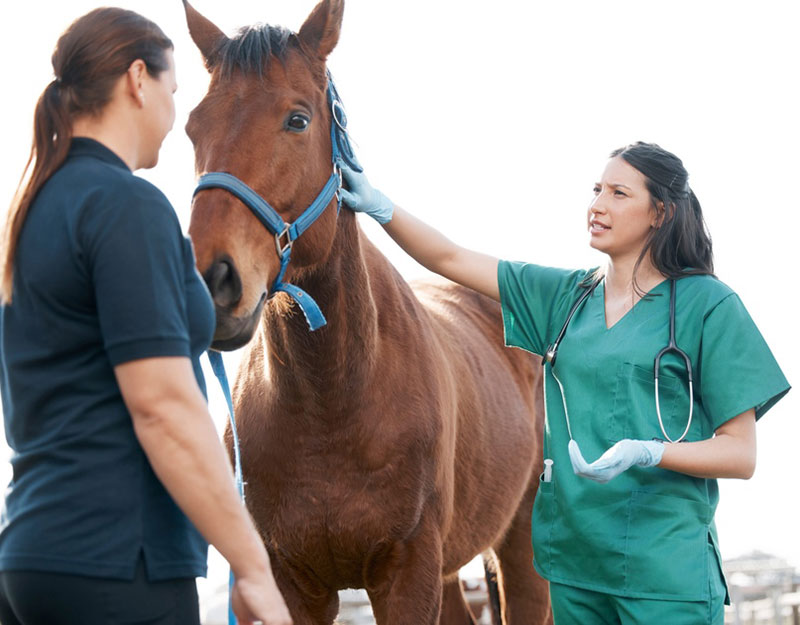 15th Scientific and Practical Conference Actual problems of equine veterinary medicine